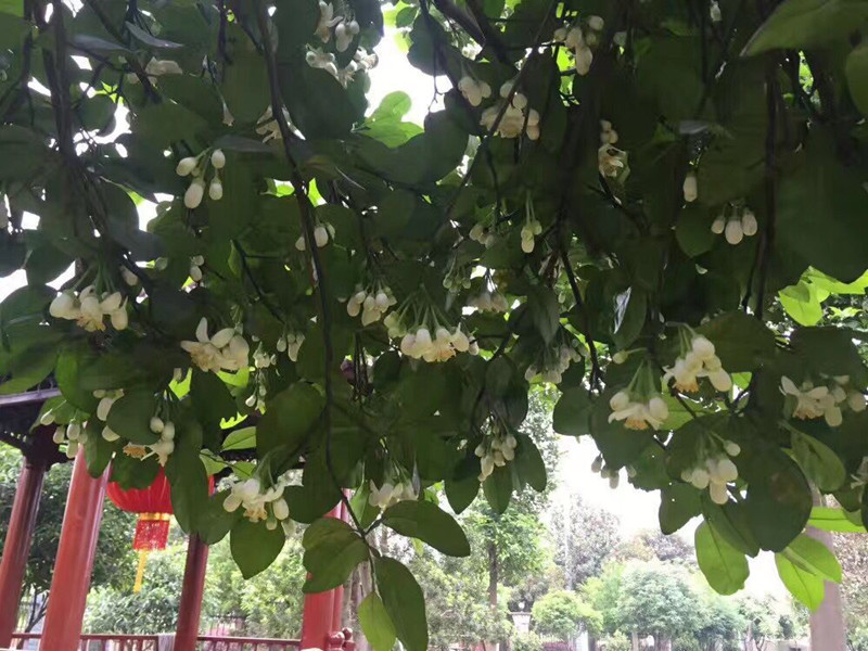 免费99精品国产自在在线