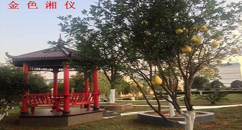 免费99精品国产自在在线