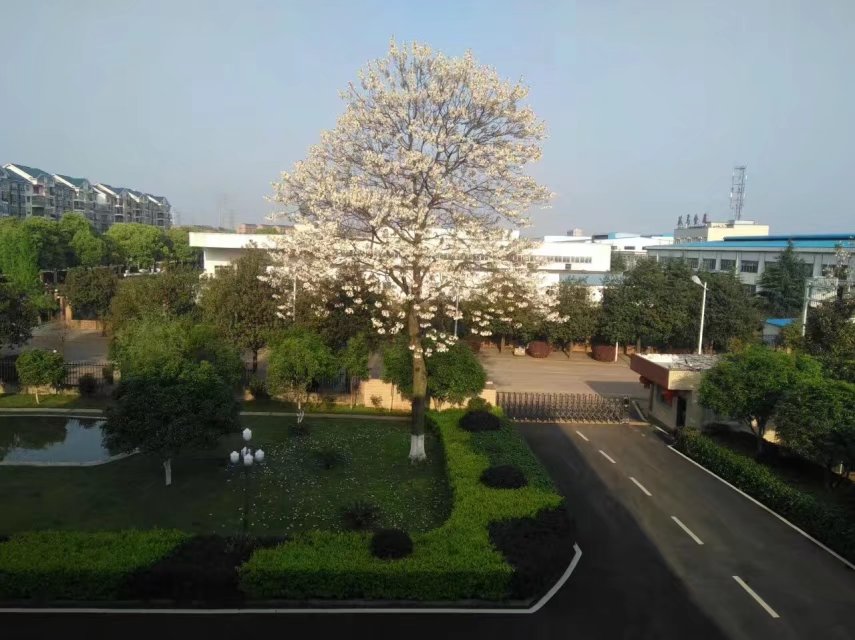 免费99精品国产自在在线